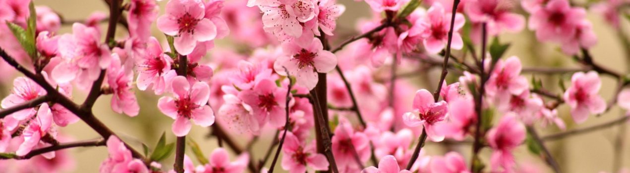 alicja-fruit-tree-4117084_1280