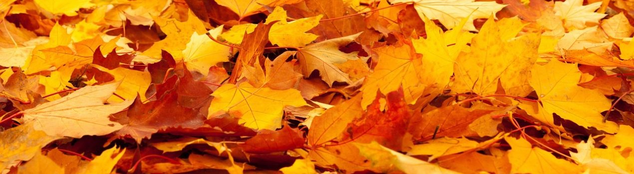autumn-84714_1280