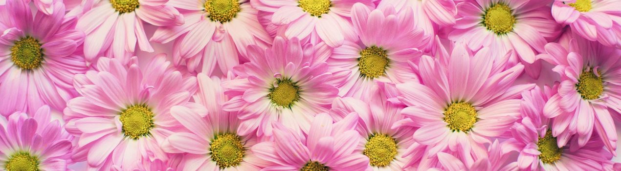 jillwellington-pink-daisies-2121591_1920