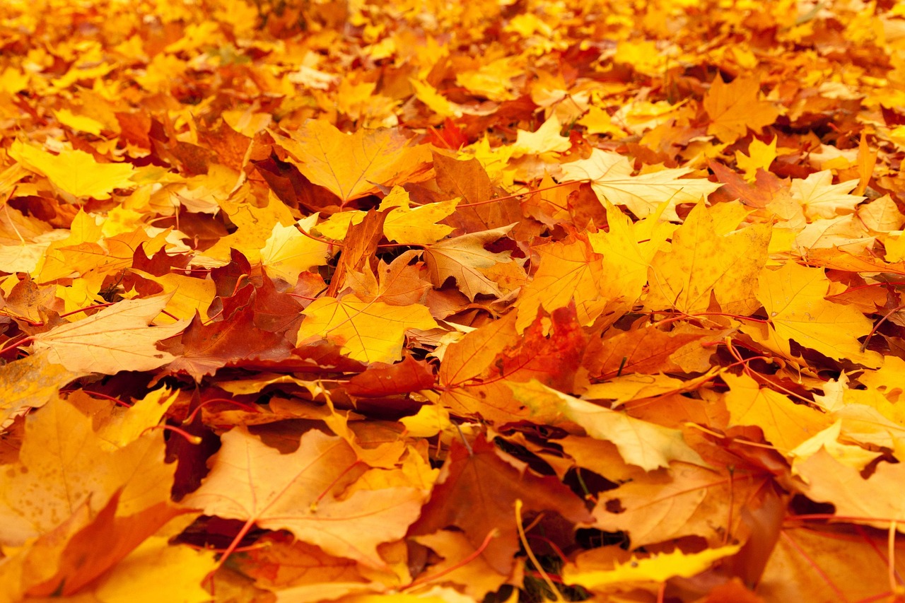 autumn-84714_1280 autumn-84714_1280
