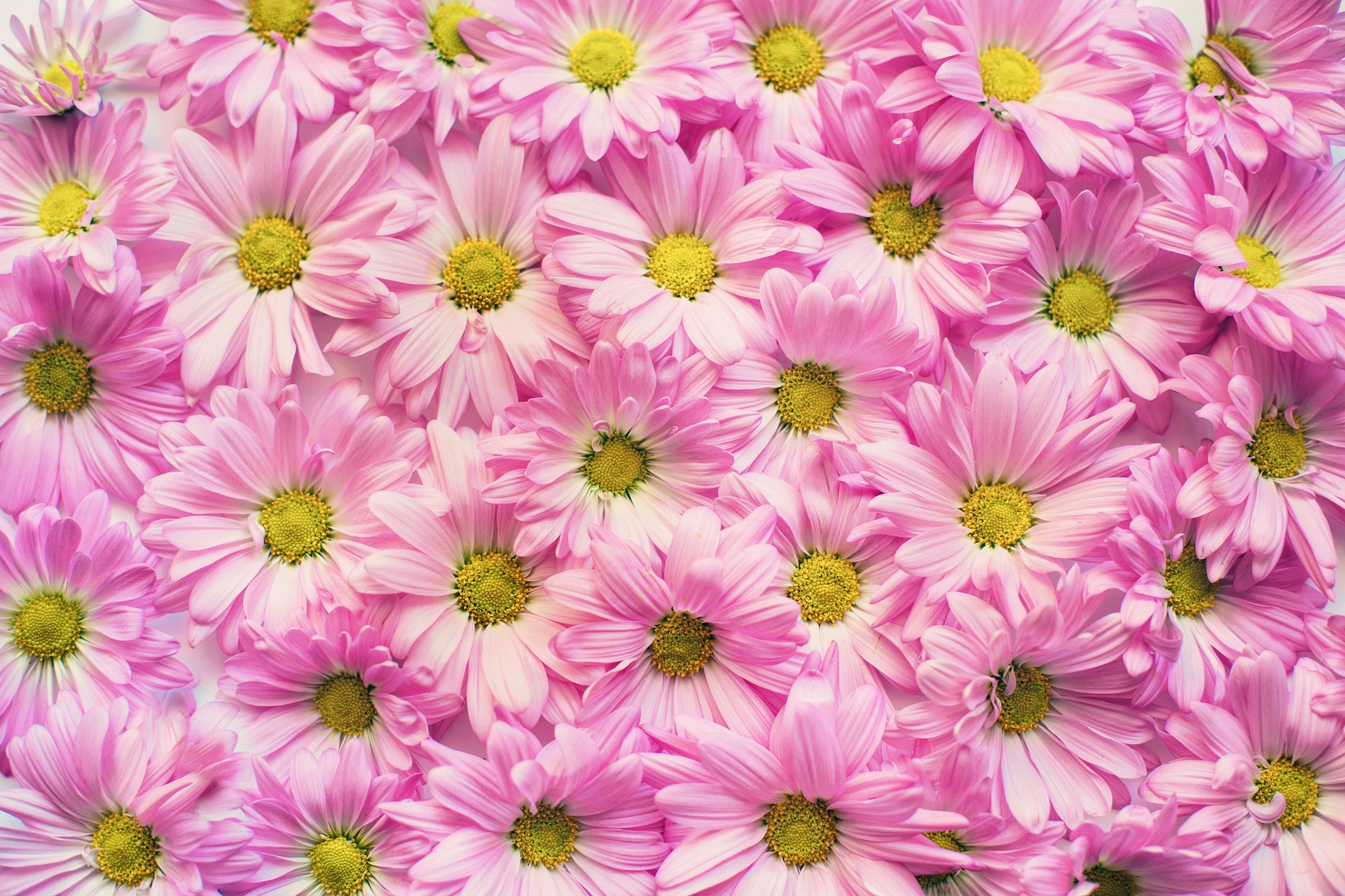 jillwellington-pink-daisies-2121591_1920